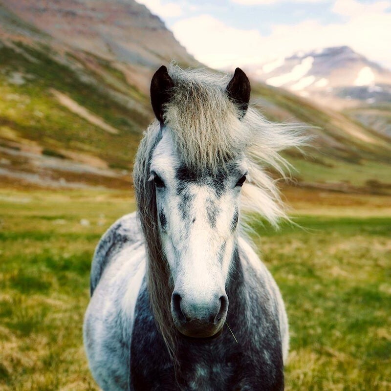 Authentic Icelandic horse riding tour organized by DMC Iceland
